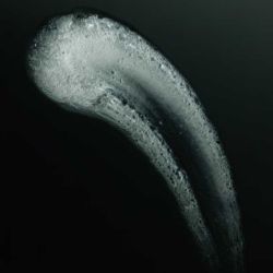 Neck Cream 50 ml - Olevi