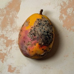 Black Mango Extrait ExtrêMe - BORNTOSTANDOUT ¡Asesoría y Envíos Gratis!