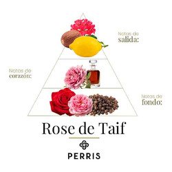 Rose de Taif - Perris Monte Carlo