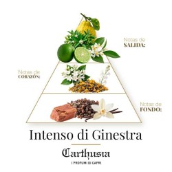 强烈的di ginestra  -  Carthusia 免费咨询和出货量！
