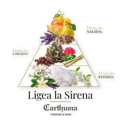 Ilumina a sirene - Carthusia Aconselhamento gratuito e remessas!