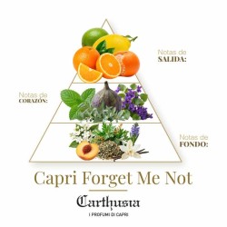 卡普里忘了我不是 -  Carthusia 免费咨询和出货量！