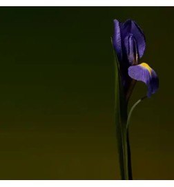 Iris strzał - Olfactive Studio Darmowa porada i przesyłki!