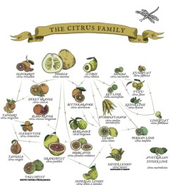 Sœur de citron vert - Liquides Imaginaires Conseils gratuits et envois!