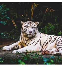 Indiskt trä - Pierre Guillaume Gratis rådgivning och leveranser!