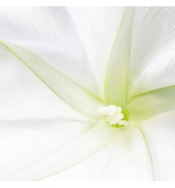 Mi sono concentrato 30 ml - Stendhal